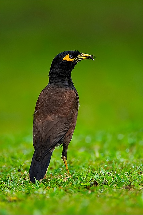 The Common Myna or Indian Myna