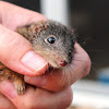Yellow-footed antechinus?