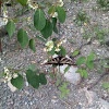 Pale Swallowtail 