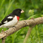 Male Rose-breasted Grosbeak (Breeding Plumage)