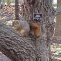 Fox squirrel