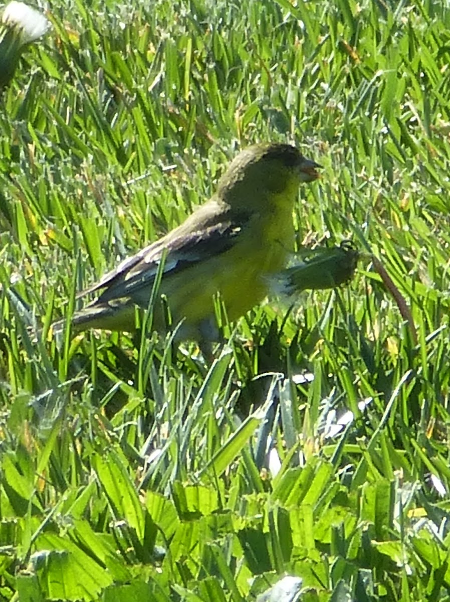 Lesser Goldfinch