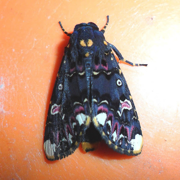 Lily Moth Project Noah