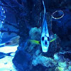 Bannerfish or Pennant Coralfish