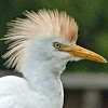 Cattle egret (breeding plumage)