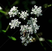 Just Visiting by Pete Watson -  