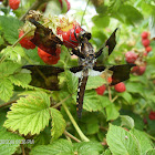 Common Whitetail Dragonfly - Libellula lydia