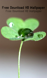 Download clover HD Wallpaper APK for PC