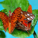 Gulf fritillary