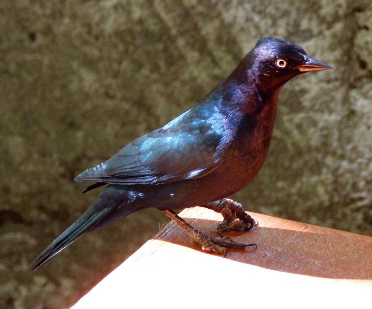 Brewer's blackbird (male)