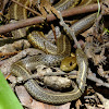 Garter Snakes, mating