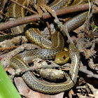 Garter Snakes, mating