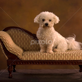 Oskar by Kelly Goode - Animals - Dogs Portraits