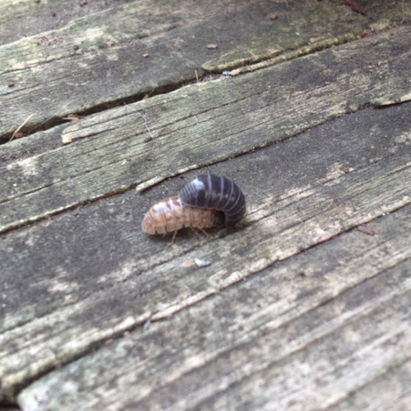 Pill bug, Potato bug, Rolypoly Project Noah