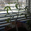 Tomato plant