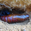 Pupa - Pachylia syces