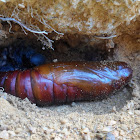 Pupa - Pachylia syces