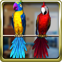 Talking Parrot Couple Free mobile app icon