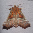Moths of Maine