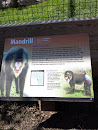 Mandrill