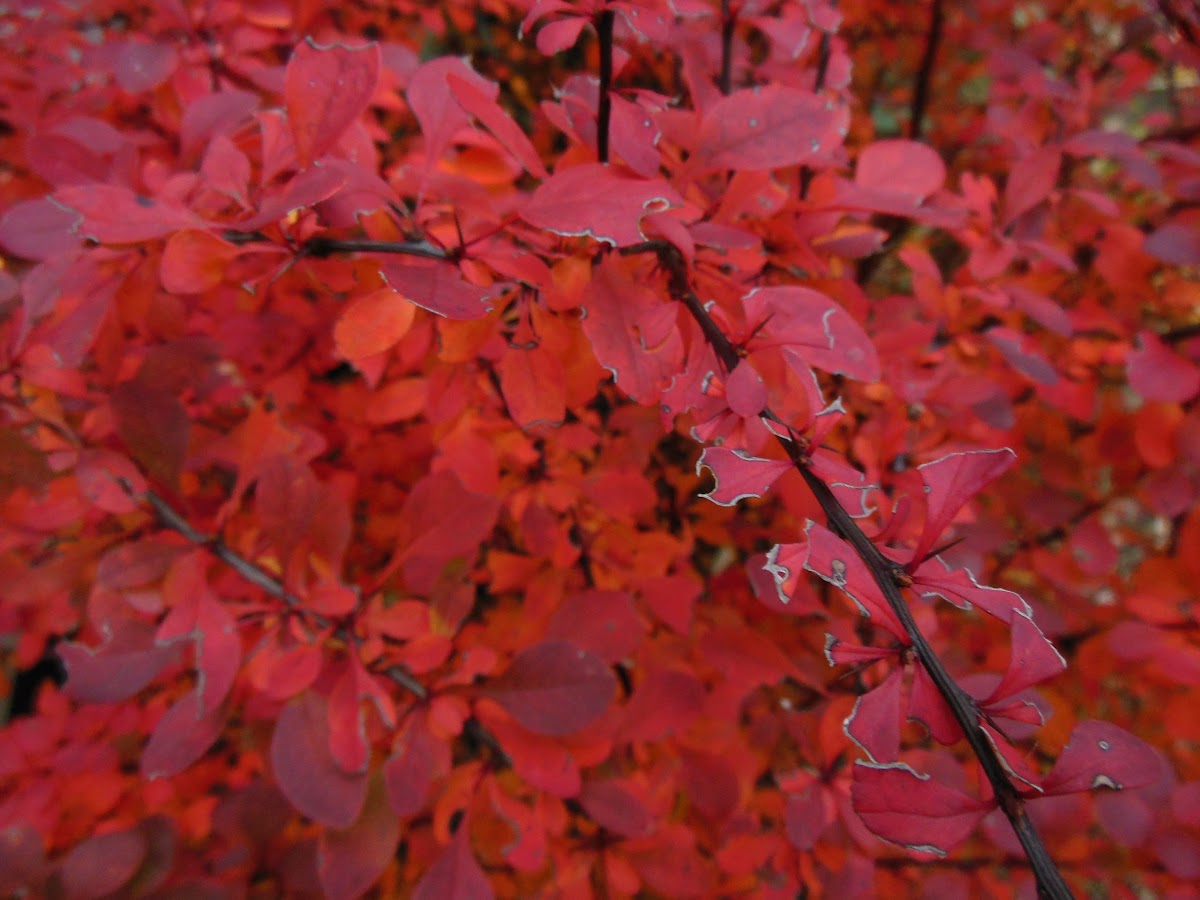 Rose Glow Japanese Barberry