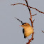 Streaked Fantail Warbler, Buitrón
