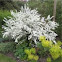 Arbusto flores blancas