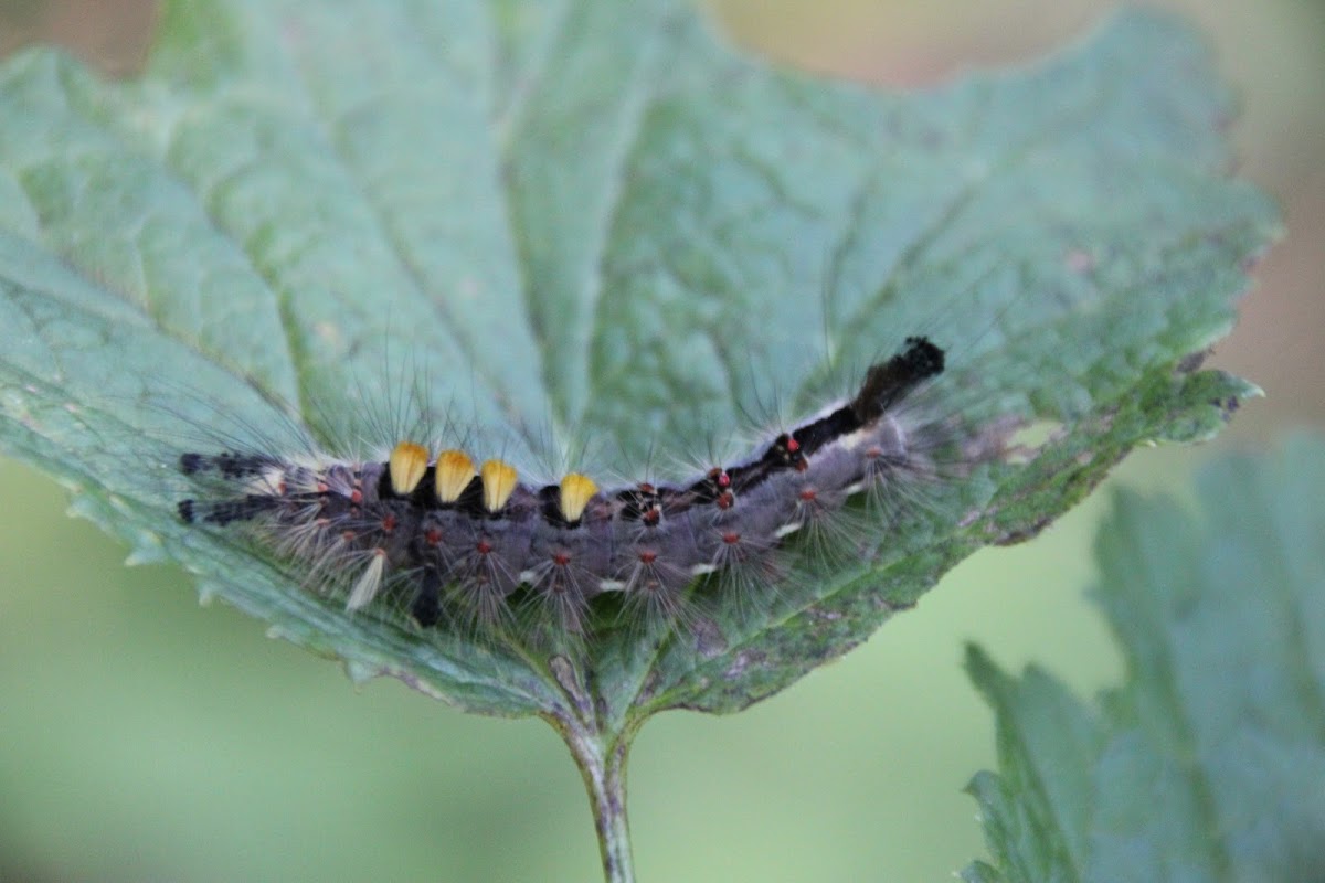 Rusty Tussock Moth larva