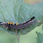 Rusty Tussock Moth larva
