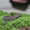 Van Son's Thick-toed Gecko (Juvenile)