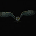 Barn Owl