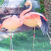 Chilean Flamingo