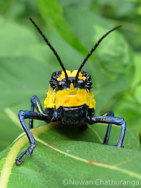 Coffee Locust | Project Noah