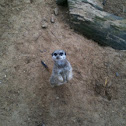 Meerkat