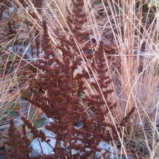 little red trees