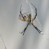Black & Yellow Garden Spider