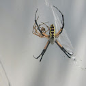 Black & Yellow Garden Spider