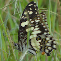 Chequered Swallowtail butterfly