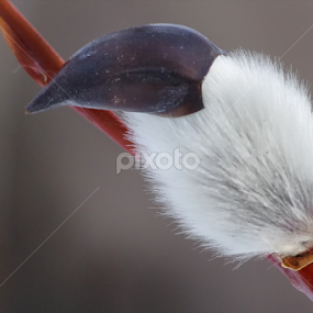 My Spring Hat by Doug & Coleen Walkey - Nature Up Close Trees & Bushes