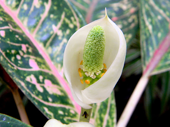 Chinese evergreen Thai  Aglaonema  Project Noah