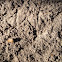 Cormorant tracks