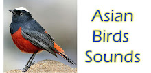 Asian Birds Sounds APK