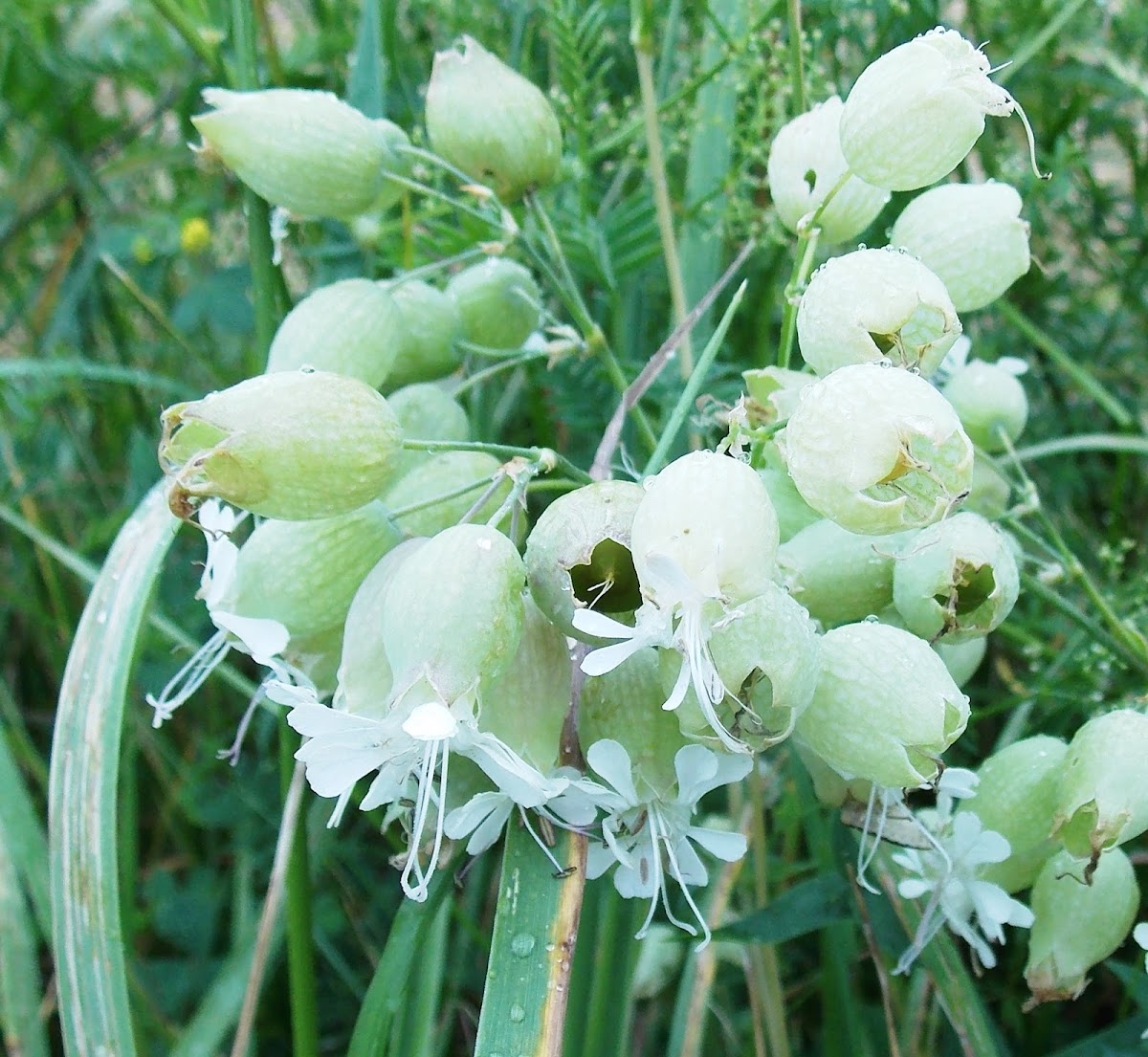 Bladder Campion (Wildflower)