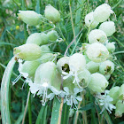 Bladder Campion (Wildflower)
