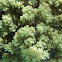 Broccoli Soft Coral