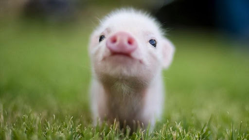 【免費生活App】Best Micro Pig Wallpapers HD-APP點子