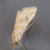 Old World Webworm Moth