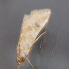 Old World Webworm Moth