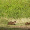 Lesser Capybara