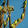 Budgerigar